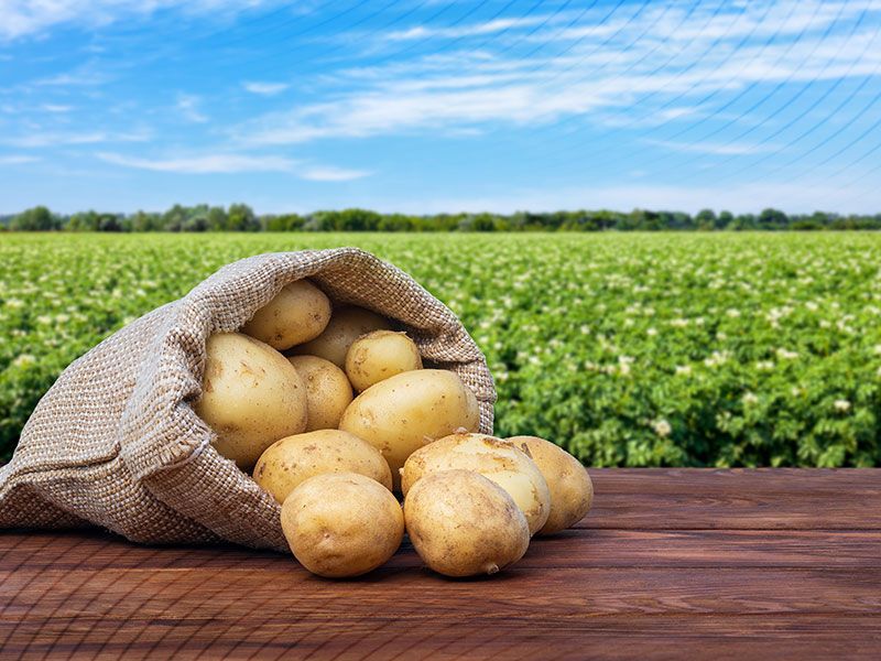 Benefícios do consumo de batata